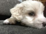 Orjinal Maltipoo Yavrumuz