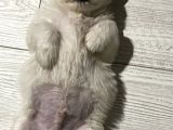 Orjinal Maltipoo Yavrumuz