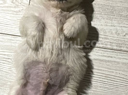 Orjinal Maltipoo Yavrumuz görsel
