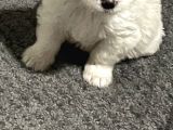 Orjinal Maltipoo Yavrumuz