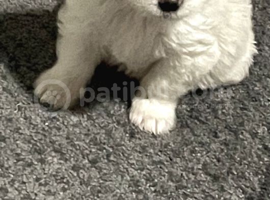 Orjinal Maltipoo Yavrumuz görsel
