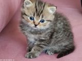 British Shorthair Kedi