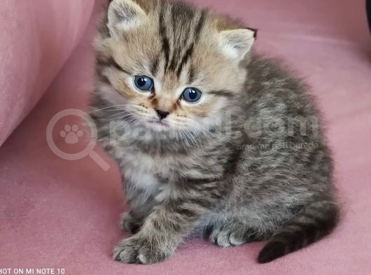 British Shorthair Kedi görsel