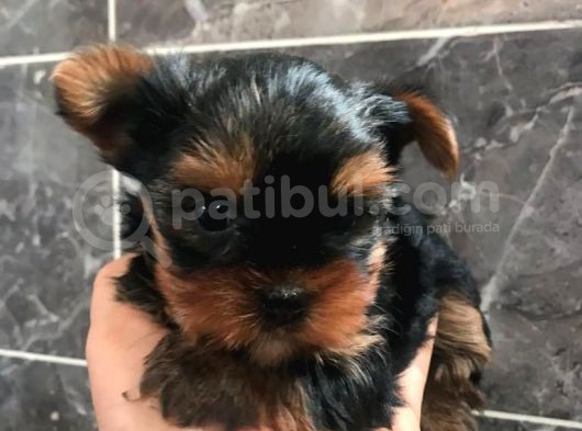 2 Aylık Yorkshire Terier Bebekler
