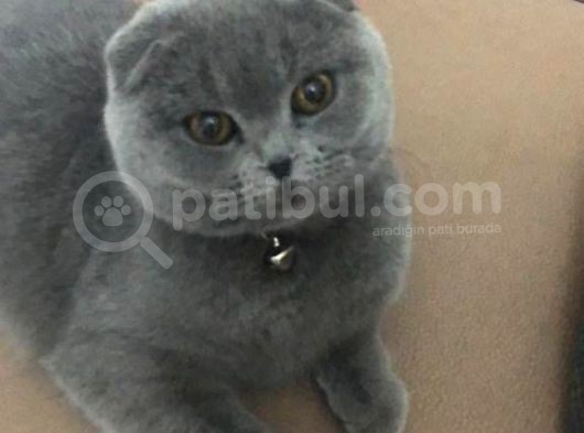 9 Aylik Disi Bakimlari Tamdır görsel