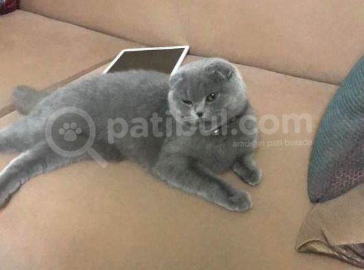 9 Aylik Disi Bakimlari Tamdır görsel