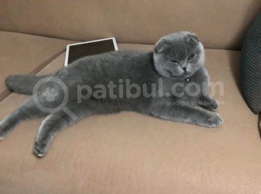 9 Aylik Disi Bakimlari Tamdır görsel