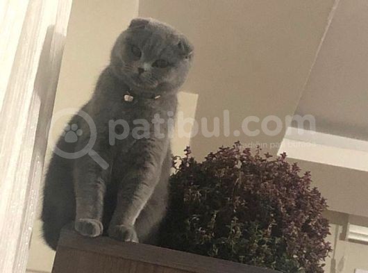 9 Aylik Disi Bakimlari Tamdır görsel