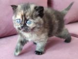 British Shorthair Kedi