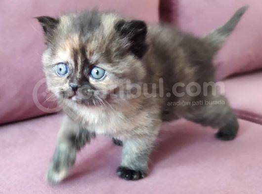 British Shorthair Kedi görsel