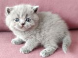 British Shorthair Kedi