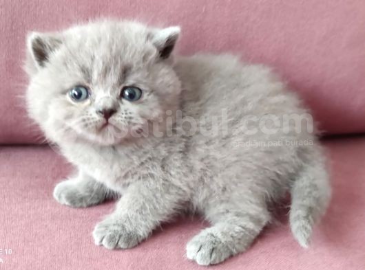 British Shorthair Kedi görsel