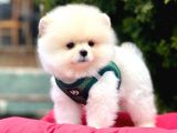 Safkan Pomeranian Boo Yavrularımız