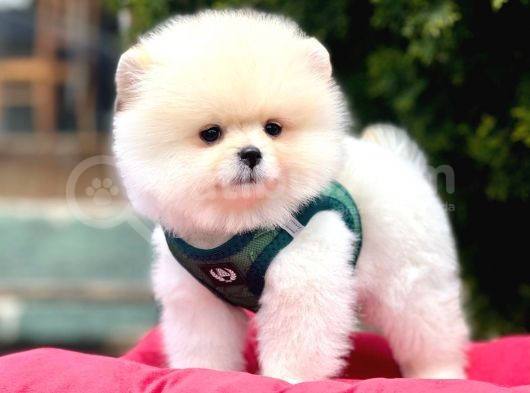 Safkan Pomeranian Boo Yavrularımız görsel