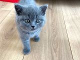 2 Aylık Yavrularımız British Shorthair