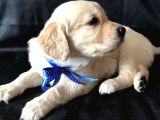 Aşılı,Karneli Ev Doğumlu Golden Retriever Bebişler