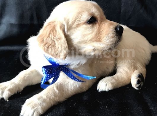 Aşılı,Karneli Ev Doğumlu Golden Retriever Bebişler görsel