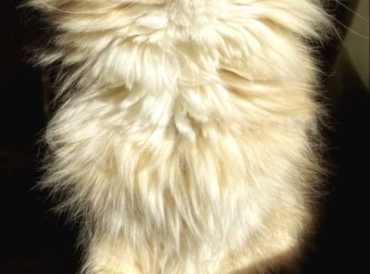 Longhairkingdom görsel