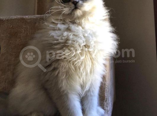 Longhairkingdom görsel