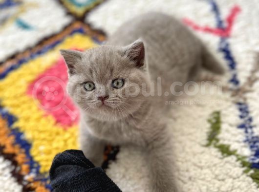 2 Aylık Yavrularımız British Shorthair görsel