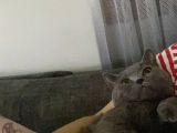 1 Bucuk Yasinda British Shorthair