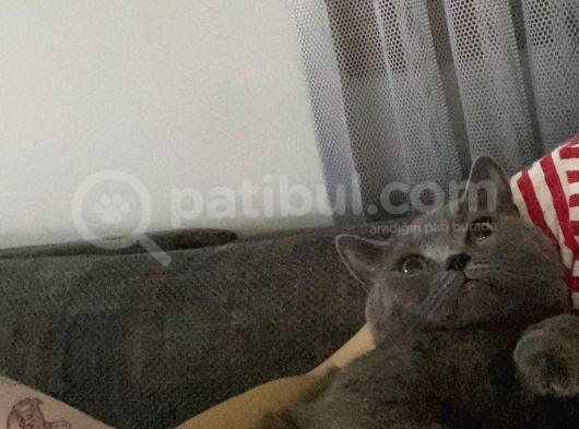 1 Bucuk Yasinda British Shorthair görsel