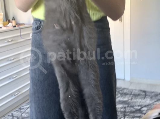 1 Bucuk Yasinda British Shorthair görsel
