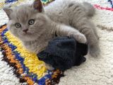 2 Aylık Yavrularımız British Shorthair