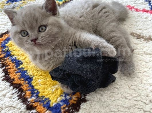 2 Aylık Yavrularımız British Shorthair görsel
