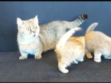 Munchkin Kedisi Kısa Bacaklı Cüce Irk Istanbul