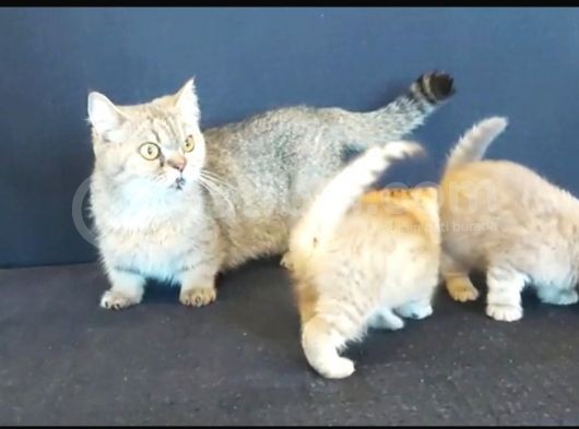 Munchkin Kedisi Kısa Bacaklı Cüce Irk Istanbul