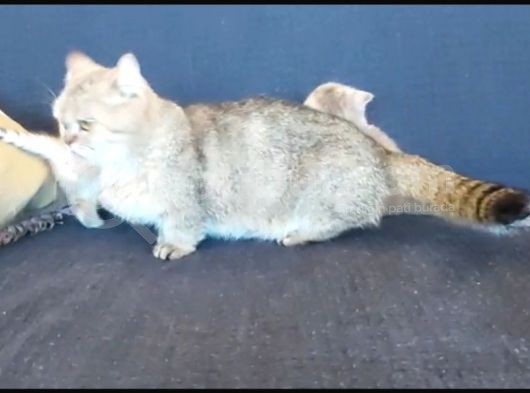 Munchkin Kedisi Kısa Bacaklı Cüce Irk Istanbul görsel