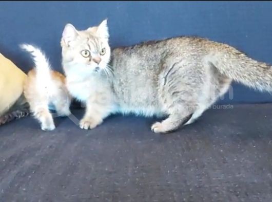 Munchkin Kedisi Kısa Bacaklı Cüce Irk Istanbul görsel