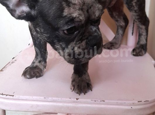 Black Merle Muhteşem Oğlumuz  görsel