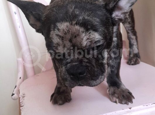Black Merle Muhteşem Oğlumuz  görsel