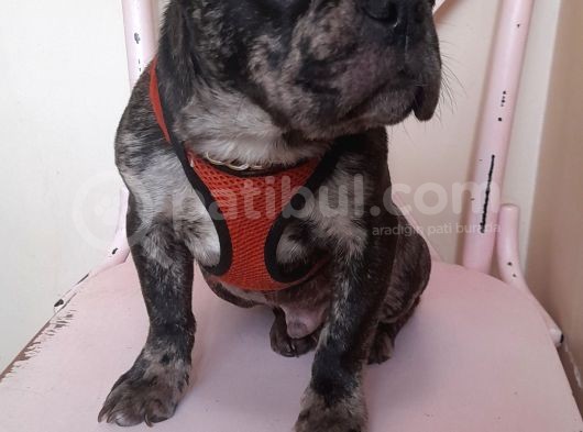 Black Merle Muhteşem Oğlumuz 