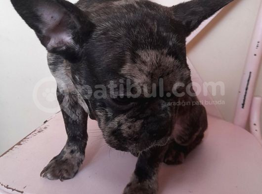 Black Merle Muhteşem Oğlumuz  görsel