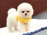Pomeranian Boo Teddy Face Erkek Yavrumuz
