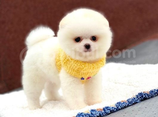 Pomeranian Boo Teddy Face Erkek Yavrumuz