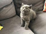 2 Aylık Yavrularımız British Shorthair