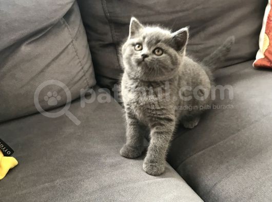 2 Aylık Yavrularımız British Shorthair görsel