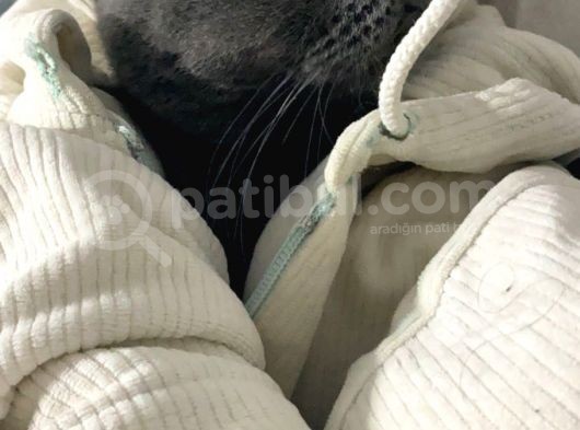 1 Bucuk Yasinda British Shorthair görsel