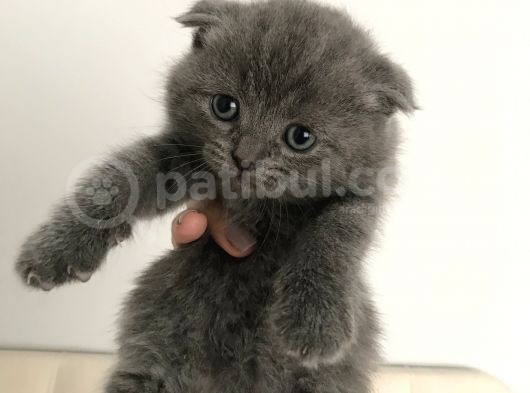 Çok Cana Yakın Minik Yavrular görsel
