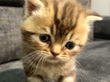 1 Aylık Erkek Scottish Fold