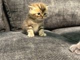 1 Aylık Erkek Scottish Fold