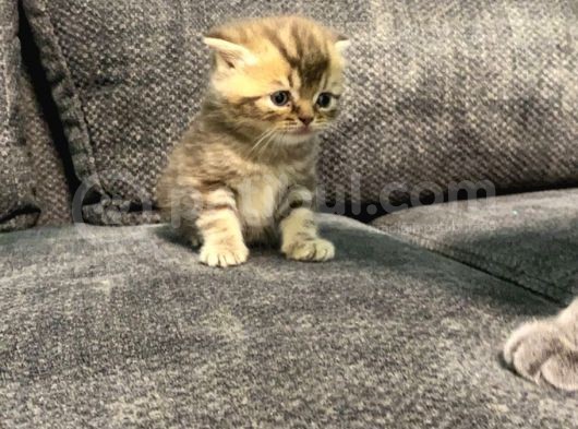 1 Aylık Erkek Scottish Fold görsel