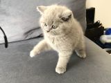 2 Aylık Yavrularımız British Shorthair