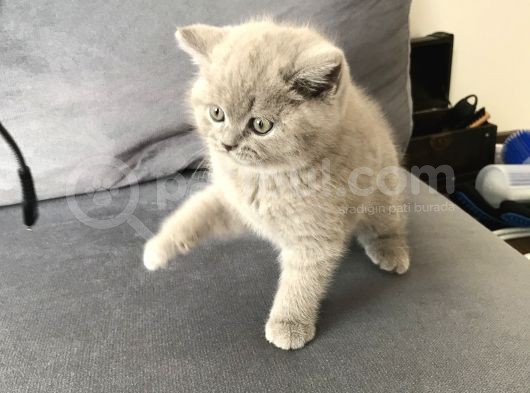 2 Aylık Yavrularımız British Shorthair görsel