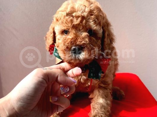 Orjinal Toy Poodle görsel