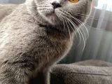1 Bucuk Yasinda British Shorthair
